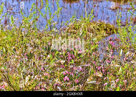 hélium. Romarin de tourbière (Andromeda polifolia), Leatherleaf (Chamaedaphne cassandra), bouleau de Dwarf (Betula nana), thé de marais (Ledum palustre) au mésotrophe Banque D'Images