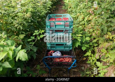Récipient en plastique rempli de framboises rouges mûres en caisses dans les plantations agricoles Banque D'Images
