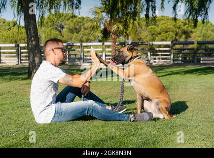 Vue latérale d'un homme tatoué dans des lunettes de soleil avec Malinois donnant cinq hauts tout en se reposant sur la prairie et regardant l'un l'autre Banque D'Images