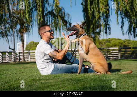 Vue latérale d'un homme tatoué dans des lunettes de soleil avec Malinois donnant cinq hauts tout en se reposant sur la prairie et regardant l'un l'autre Banque D'Images