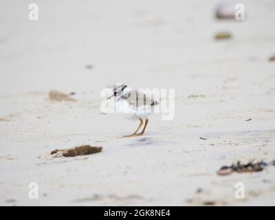 Jeune poussin de pluvier à anneaux (Charadrius hiaticula) sur la plage de Findhorn, Moray, Écosse, Royaume-Uni Banque D'Images