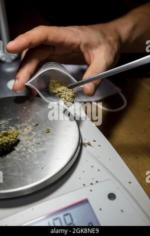 Homme sans visage avec une pince à épiler triant un bourgeon de cannabis sec dans un sac en plastique au-dessus des balances dans la chambre Banque D'Images