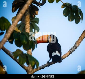 Toucan géant, Ramphastos toco, Forêt atlantique, Brésil Banque D'Images
