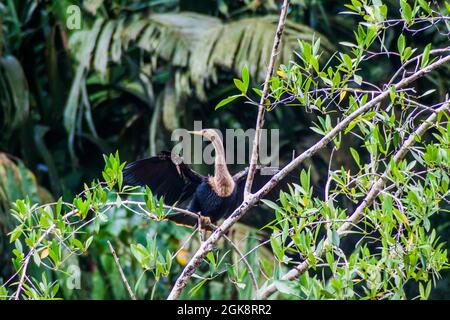 Anhinga parfois appelé snakebird, darter, darter américain, ou dinde d'eau dans le parc national de Tortuguero, Costa Rica Banque D'Images