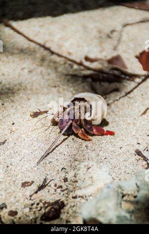 Crabe ermite dans le parc national de Cahuita, Costa Rica Banque D'Images