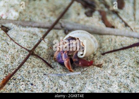 Crabe ermite dans le parc national de Cahuita, Costa Rica Banque D'Images