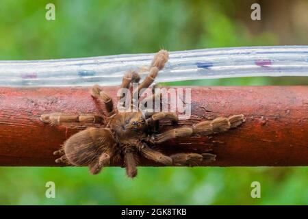 Tarantula sur une rampe à Panama Banque D'Images