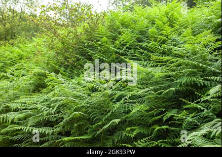 Thelypteris palustris, fougère dans la nature, en iran, Glade et sentier dans la forêt Banque D'Images