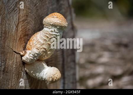Scalycap (Pholiota populnea, Hemipholiota populnea), fructifier des corps sur un tronc d'arbre, Allemagne, Bavière Banque D'Images