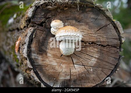 Scalycap (Pholiota populnea, Hemipholiota populnea), fructifier des corps sur un tronc d'arbre, Allemagne, Bavière Banque D'Images