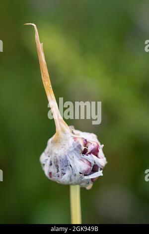 Ail de campagne, ail de corbeau, oignon sauvage (Allium vineale), inflorescence avec bulbilles, encore couvert de , Allemagne Banque D'Images