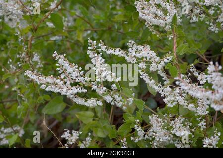 Russe-vigne, fleur de Bukhara, fleur chinoise, mille-minute, vigne en dentelle argentée (Fallopia baldschuanica, Fallopia aubertii, Polygonum Banque D'Images