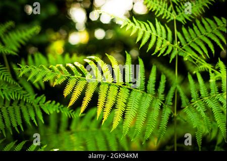 Thelypteris palustris, fougère dans la nature, en iran, Glade et sentier dans la forêt isolée avec fond flou ou faible profondeur de champ, brillant avec Banque D'Images