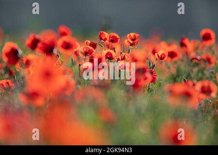 Pavot coquelicot, Commun, Rouge Coquelicot (Papaver rhoeas), champ de coquelicots, rétroéclairage, l'Allemagne, la Bavière Banque D'Images
