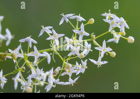 Grande paille de haies, paille lisse (Galium mollugo), inflorescence, Allemagne Banque D'Images