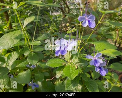 Buisson bleu à papillons (Clerodendrum ugandense), floraison Banque D'Images