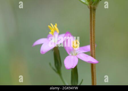 Centaurie commune, Centaurium européen, herbe amère (Centaurium erythraea, erythraea centaurium, Centaurium minus, Centaurium umbellatum), deux fleurs, Banque D'Images