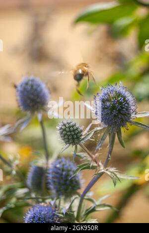 L'abeille vole loin dans un flou de fleurs bleues d'Eryngo en été - Eryngium bourgatii, Sea Holly Banque D'Images