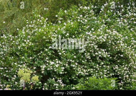 Syringa, sweet mock-orange (Philadelphus coronarius), blooming Banque D'Images