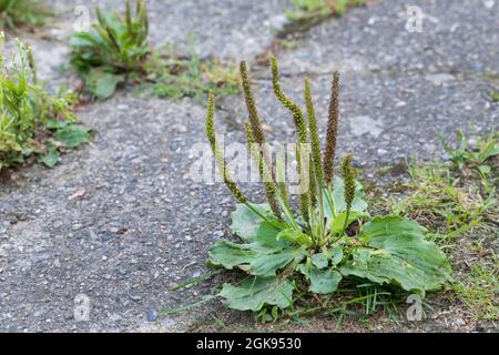 Plantain commun, grand plantain, plantain à feuilles larges, plantain à graines de mamelon (Plantago Major), sur une chaussée, Allemagne Banque D'Images