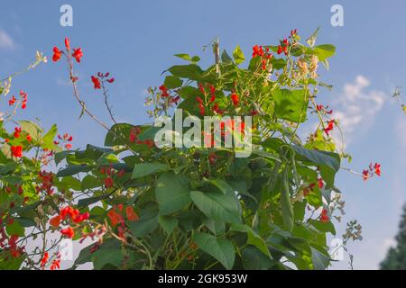 Haricots blancs, coureur écarlate (Phaseolus coccineus), Blooming, Allemagne Banque D'Images