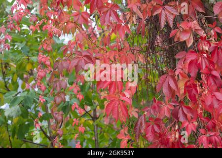 Virginia Creeper, Five Finger (Parthenocissus quinquefolia), feuilles d'automne Banque D'Images