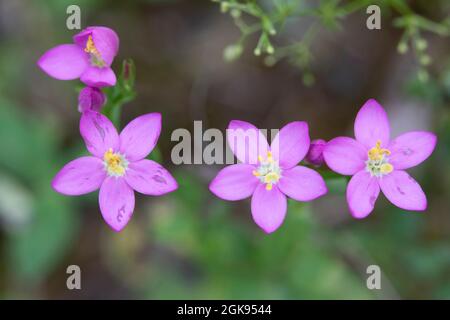 Centaurie commune, Centaurium européen, herbe amère (Centaurium erythraea, erythraea centaurium, Centaurium minus, Centaurium umbellatum), fleurs, Banque D'Images