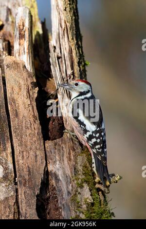 pic à pois moyens (Picoides medius, Dendrocopos medius, Leiopicus medius, Dendrocoptes medius), mâle perché sur bois mort, Allemagne, Bavière Banque D'Images