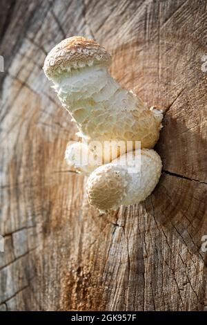 Scalycap (Pholiota populnea, Hemipholiota populnea), fructifier des corps sur un tronc d'arbre, Allemagne, Bavière Banque D'Images