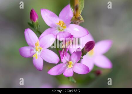Centaurie commune, Centaurium européen, herbe amère (Centaurium erythraea, erythraea centaurium, Centaurium minus, Centaurium umbellatum), fleurs, Banque D'Images