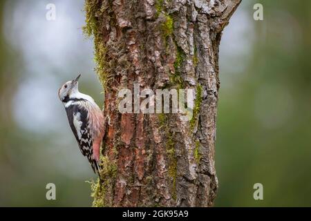 pic à pois moyens (Picoides medius, Dendrocopos medius, Leiopicus medius, Dendrocoptes medius), mâle perché sur un tronc d'arbre, Allemagne, Banque D'Images