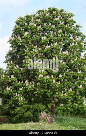 Châtaigne de cheval (Aesculus hippocastanum), châtaigne de cheval commune en floraison, Allemagne Banque D'Images