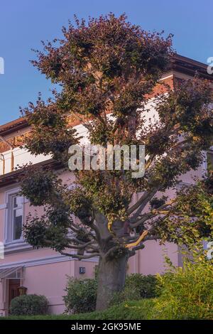 Hêtre cuivré (Fagus sylvatica var. Purpurea, Fagus sylvatica 'Atropunicea', Fagus sylvatica Atropunicea), arbre de bord de route, Allemagne,Hambourg, Banque D'Images