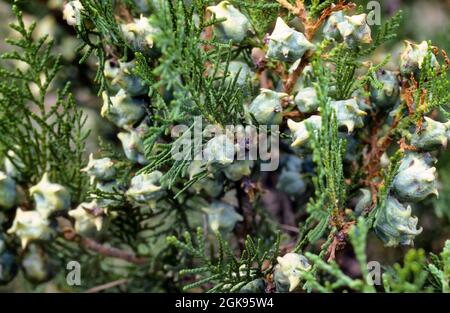 Arbre chinois (Thuja orientalis, Platycladus orientalis, biote orientalis, ), branche avec cônes Banque D'Images