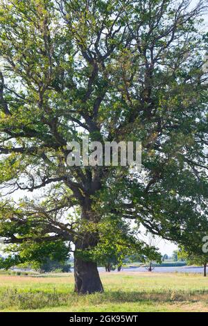 Chêne commun, chêne pédonculé, chêne anglais (Quercus robur. Quercus pedunculata), chêne sur pied dans un pré, Allemagne Banque D'Images
