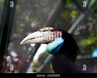 Photo de Hornbill oiseau / Buceros sur un zoo. Cet oiseau a un grand bec qui a formé comme une corne de vache. En Indonésie, cet oiseau s'appelle généralement Enggang / Ra Banque D'Images