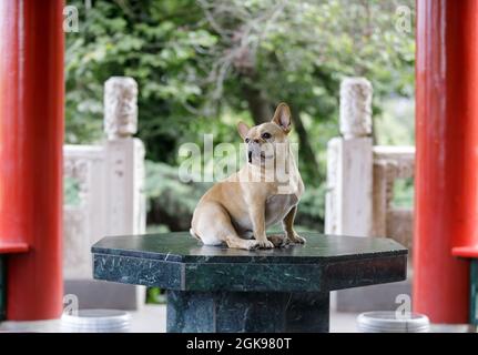 Un homme de 5 ans, un Fan rouge, pose à l'intérieur de la pagode chinoise Banque D'Images