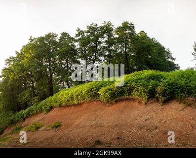 Thelypteris palustris, fougère dans la nature au sommet d'une colline avec le Beech en arrière-plan, en iran, Glade et sentier dans la forêt Banque D'Images