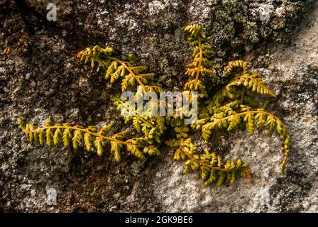 Fern croissant à partir d'un mur de pierre dans différentes directions - lanceolate Spleenwort Asplenium obovatum, espace pour le texte, foyer sélectif Banque D'Images