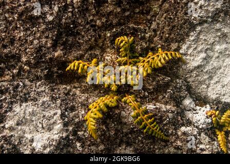 Fern croissant d'un mur de pierre sous la forme d'une étoile - lancéolate Spleenwort Asplenium obovatum, espace pour le texte, foyer sélectif Banque D'Images