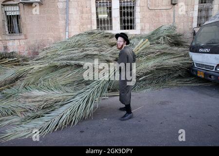 Jérusalem, Jérusalem. 13 septembre 2021. Un juif ultra-orthodoxe porte des branches de palmier pour construire une sukkah à utiliser pendant la semaine du festival juif de Sukkot à MEA Shearim, Jérusalem, le 13 septembre 2021. Crédit: Muammar Awad/Xinhua/Alamy Live News Banque D'Images