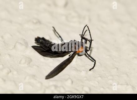 Lovebug mort (Plecia nearctica) sur son dos sur une fenêtre blanche à Houston, TX. Également connu sous le nom de la mouche de lune de miel ou Double-tête bug. Banque D'Images