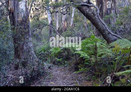 Un sentier de randonnée près de Lyrebird Dell à Leura, Nouvelle-Galles du Sud Banque D'Images