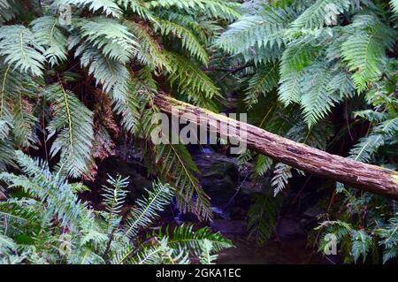 Une branche tombe sur un ruisseau dans les Blue Mountains Banque D'Images