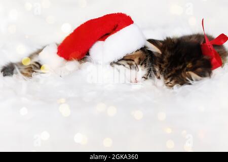 Deux chatons de Noël en chapeau de père Noël rouge et nœud dorment avec les yeux fermés Banque D'Images