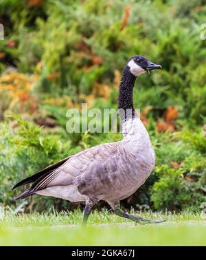 Une oie canadienne marchant dans l'herbe dans un parc local au bord d'un lac. Street View, photo de voyage, mise au point sélective, concept photo ornithologie Banque D'Images