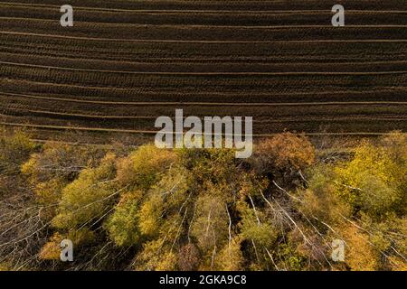 Vue aérienne de la zone de déforestation pour les terres agricoles par drone. Zone de contact entre forêt et plantation Banque D'Images