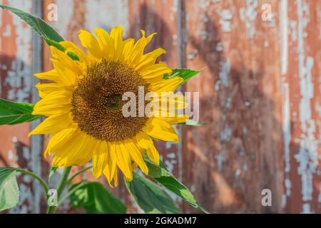 Fleurs de tournesol sur fond de bois rustiques en bois Banque D'Images