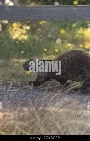 marrons adultes loutres de mer marchant dans un parc par une journée ensoleillée Banque D'Images