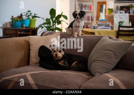 Deux chiens assis sur un canapé et regardant l'appareil photo Banque D'Images